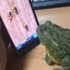 У вас есть лягушка и смартфон? Попробуйте сделать то же самое